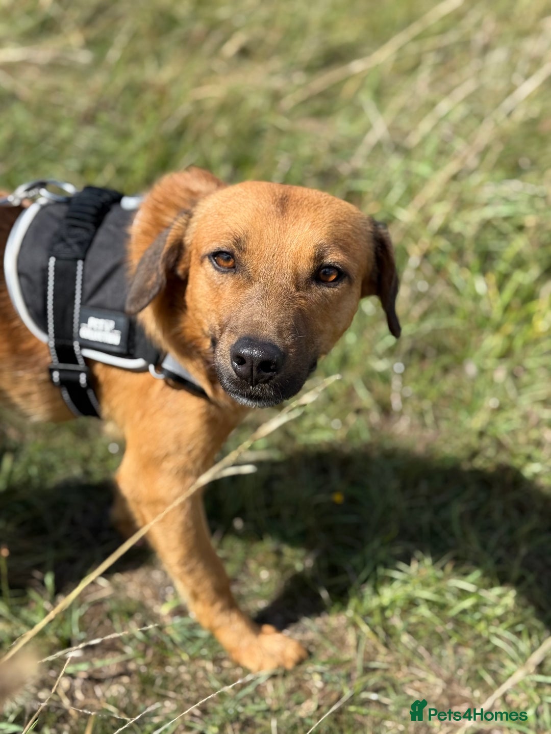 Mixed Breed dogs for adoption: Cute Marshall looking for LOVE - Image 9