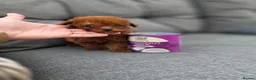 Toy Poodle dogs for sale: Asian toy poodle  - Advert 3