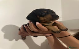 Miniature Dachshund dogs for sale: ✨Mini Smooth Hair Dachshund Ready 18/10/2025 ✨ - Image 13