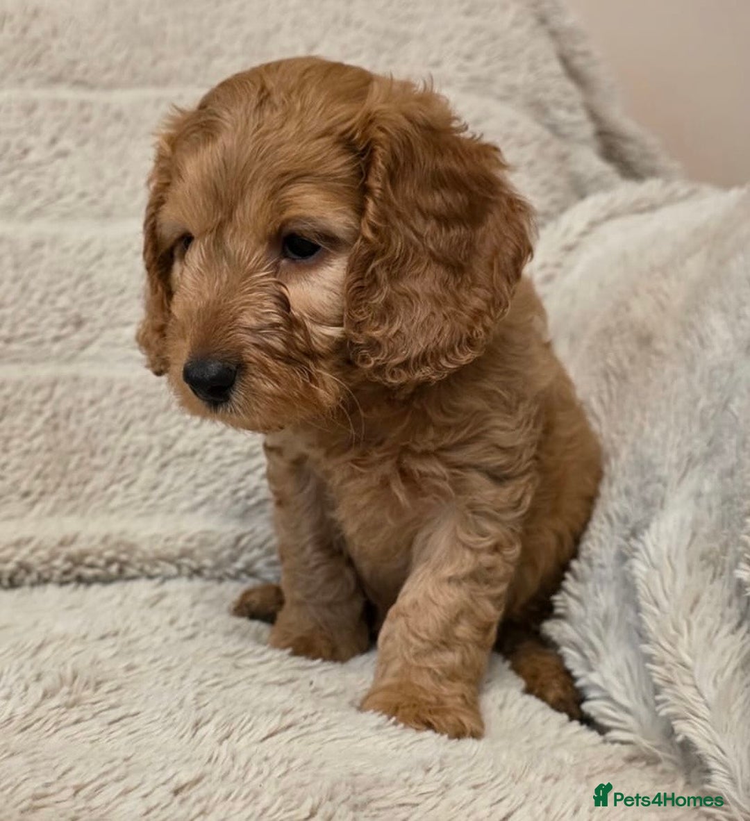 Cockapoo dogs for sale: Beautiful f1 cockapoo puppies 4 boys and 4 girls - Advert 6