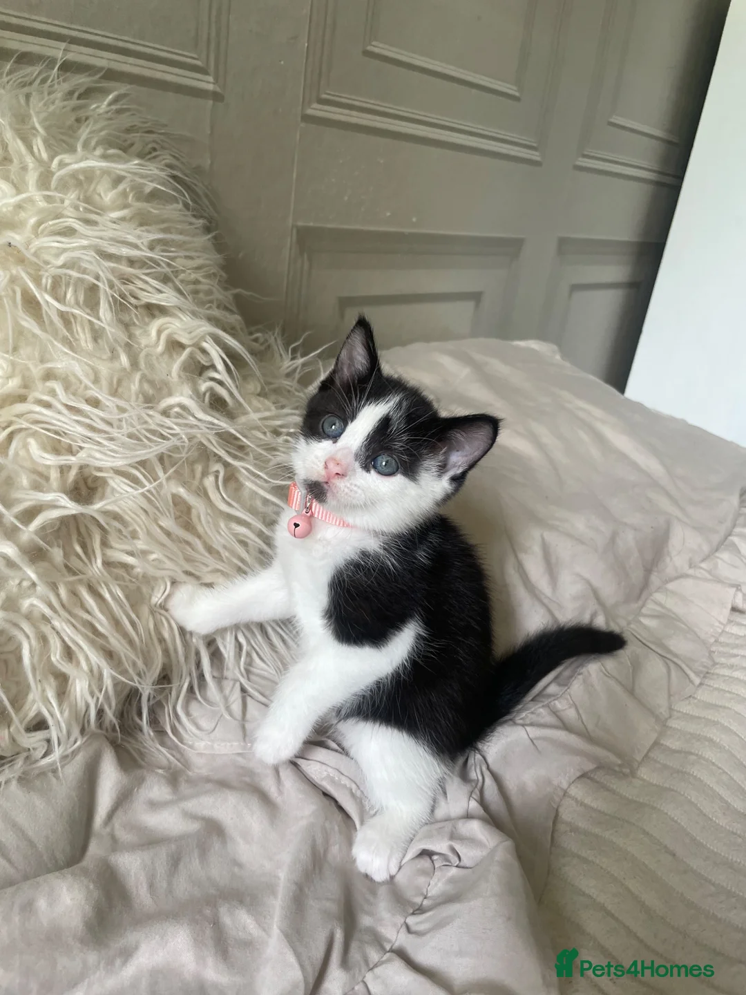 Mixed Breed cats for sale: One kitten left - Advert 2