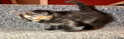 Mixed Breed cats for sale: 5 Mixed Coloured Kittens Available! - Advert 28