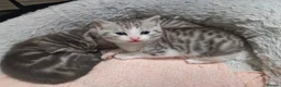 Mixed Breed cats for sale: Siberian X kittens  in Manchester - Advert 8