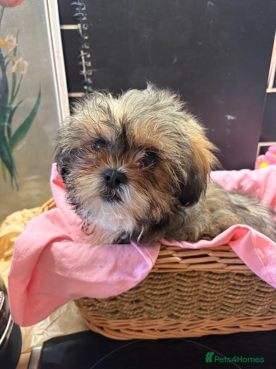 Shihpoo dogs for sale: Toy Shih Poo Babies  - Advert 2