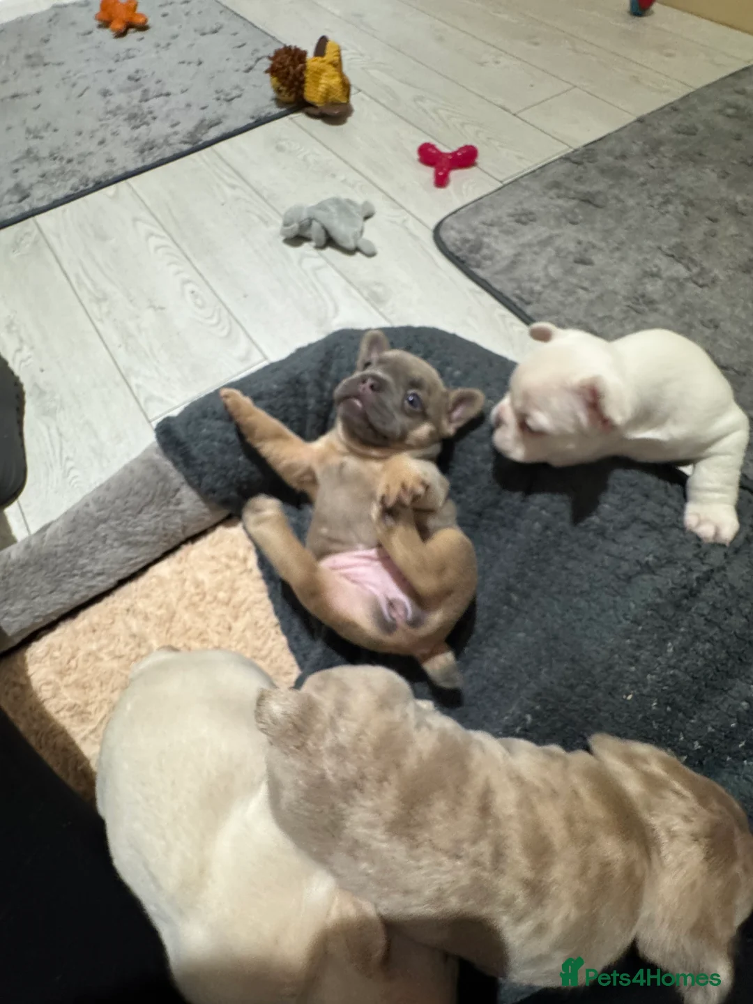 French Bulldog dogs for sale: platinum and Isabella blue fawn French bulldog  - Advert 11