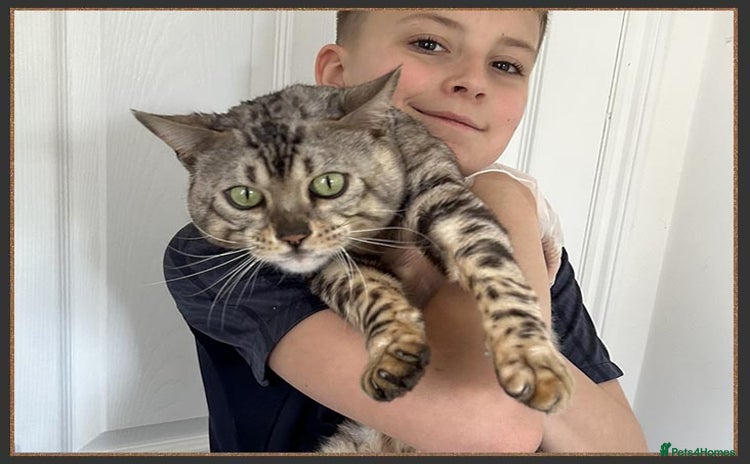 Bengal cats Beautiful big Silver spotted Bengal boy (ex stud) - Advert 1