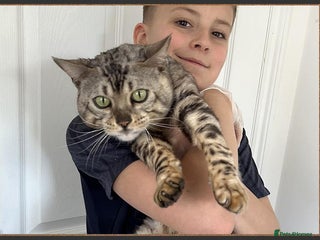 Bengal cats Beautiful big Silver spotted Bengal boy (ex stud) - Advert 4