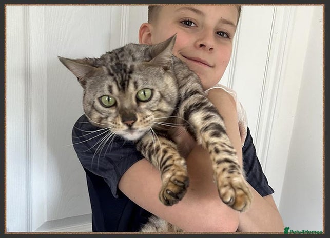 Bengal cats Beautiful big Silver spotted Bengal boy (ex stud) - Advert 1