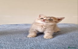 British Shorthair cats for sale: 3 beautiful british shorthair kittens 🥰 - Image 12