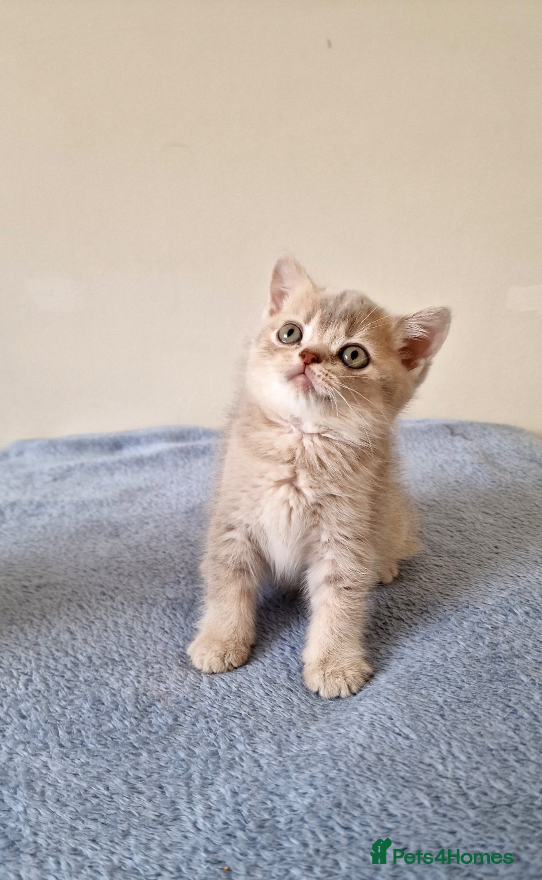 British Shorthair cats for sale: 3 beautiful british shorthair kittens 🥰 - Image 12