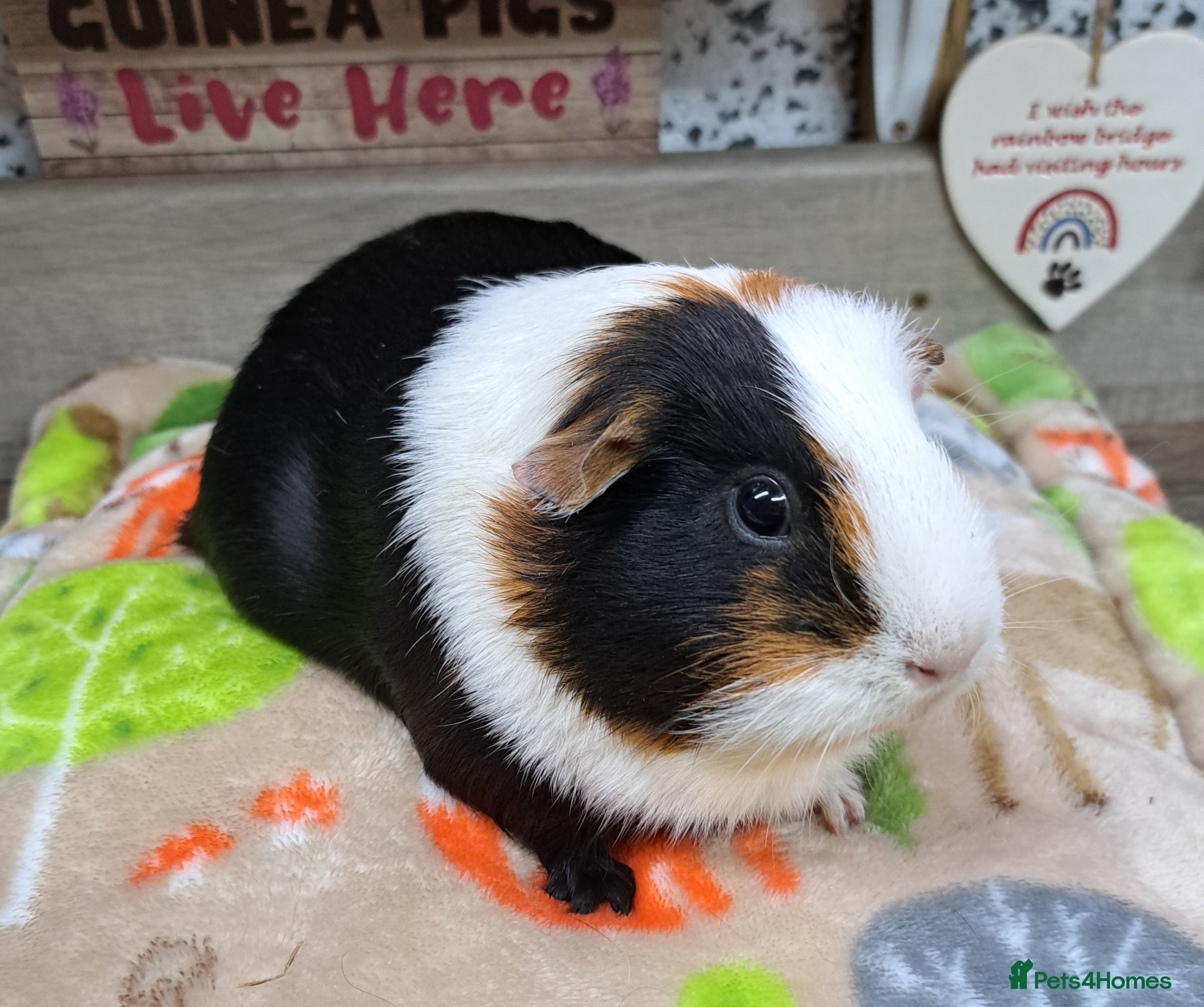 Guinea Pig rodents Girls - Guinea Pigs - Leeds LS27  - Advert 16