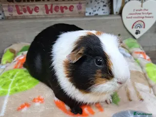 Guinea Pig rodents Girls - Guinea Pigs - Leeds LS27 - Advert 16