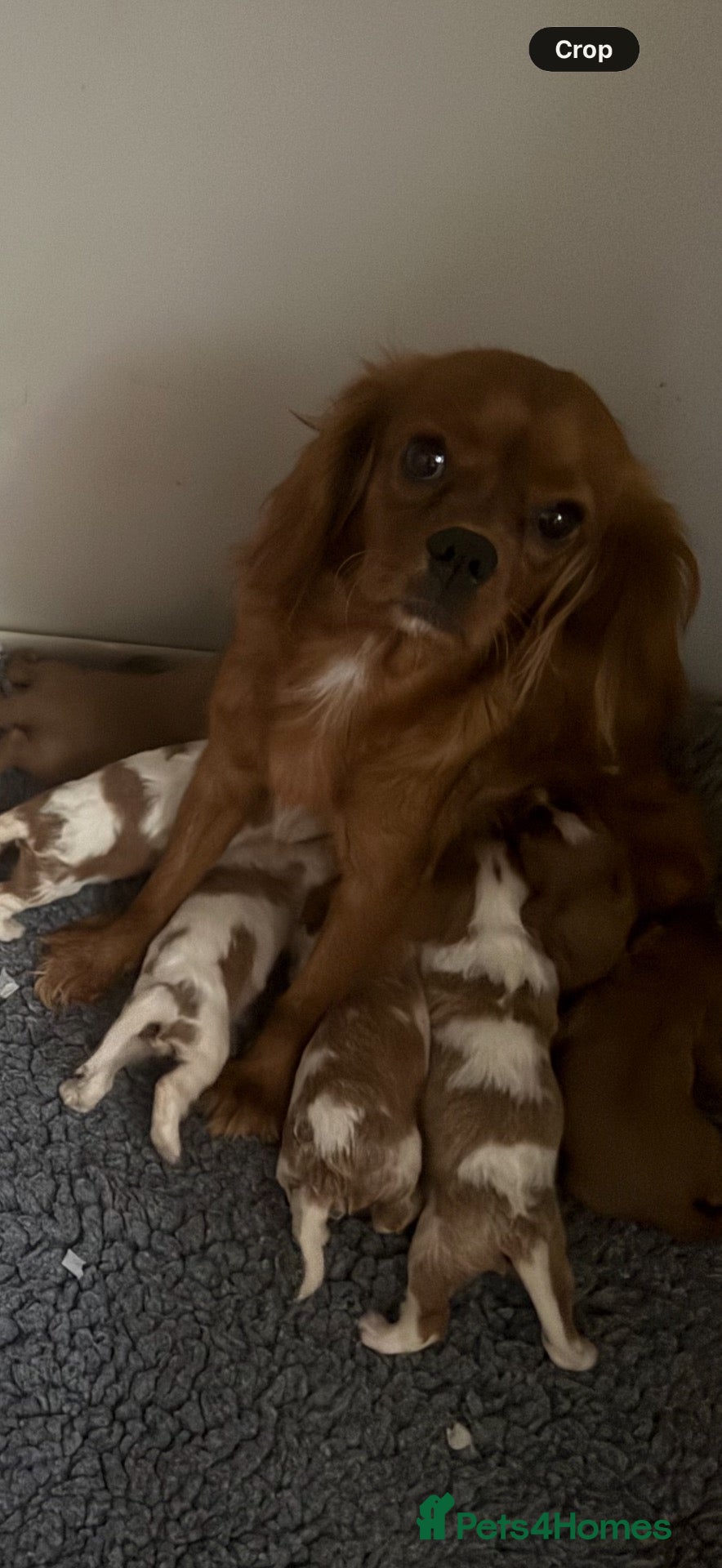 Cavalier King Charles Spaniel dogs DNA clear and kc registered cavalier puppies  - Advert 1