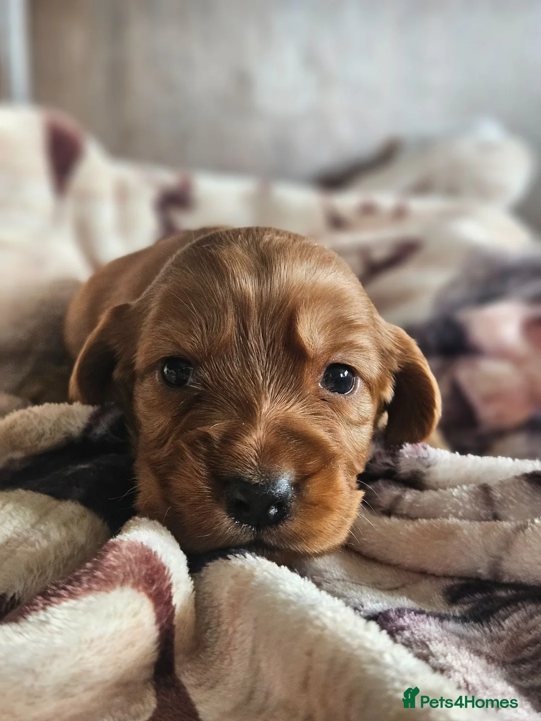 Cocker Spaniel dogs for sale: Gorgeous Cocker Spaniel Puppies - Advert 2