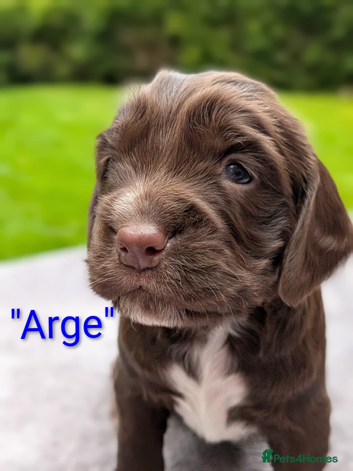 Sprocker dogs Absolutely Stunning Sprocker Puppies!  - Advert 1