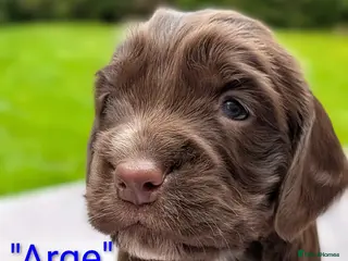 Sprocker dogs Absolutely Stunning Sprocker Puppies! - Advert 2