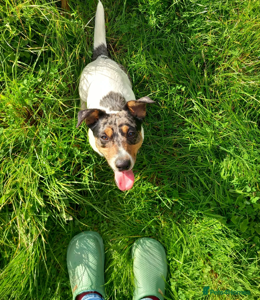 Jack Russell dogs for sale: Beautiful Spayed Jack Russell Girl - Advert 2
