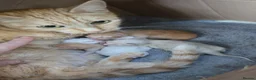 Maine Coon cats for sale: Mainecoon cross kittens - Advert 1