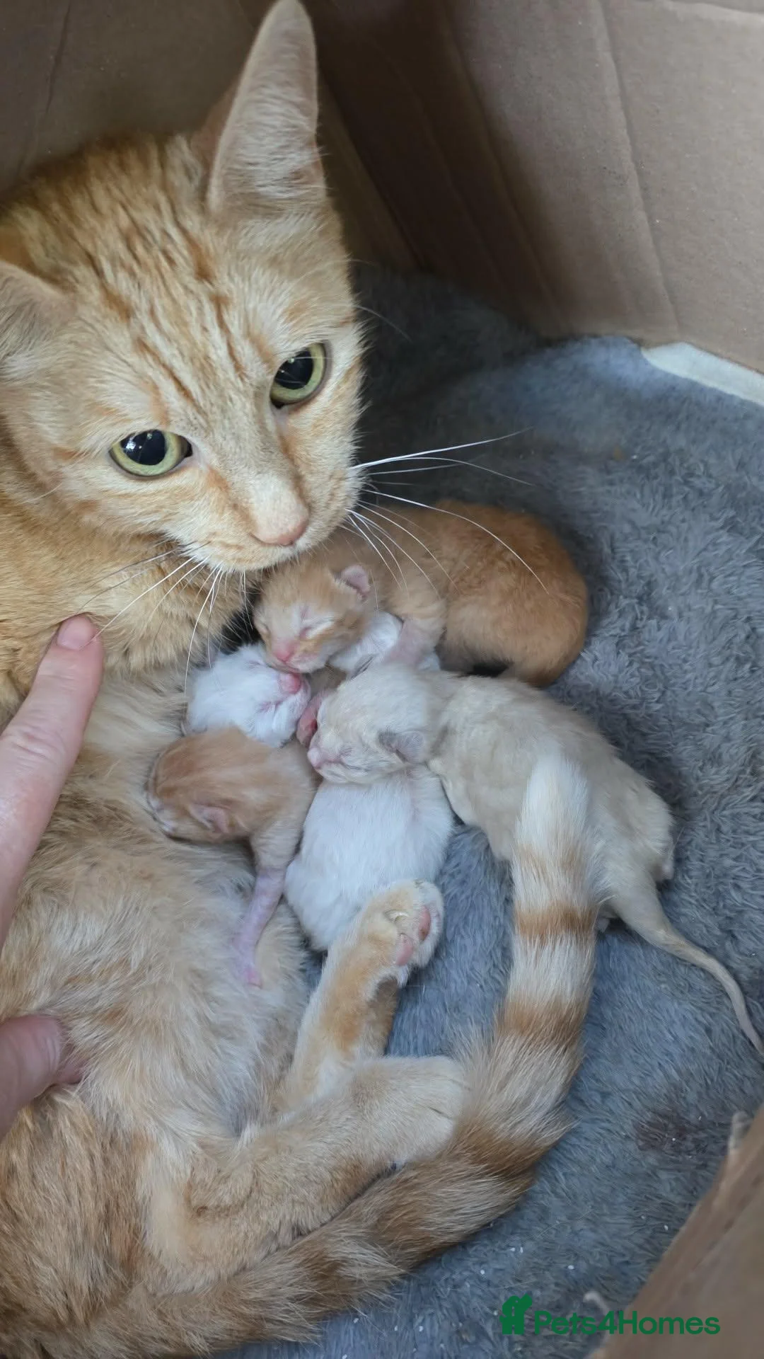 Maine Coon cats for sale: Mainecoon cross kittens - Advert 1