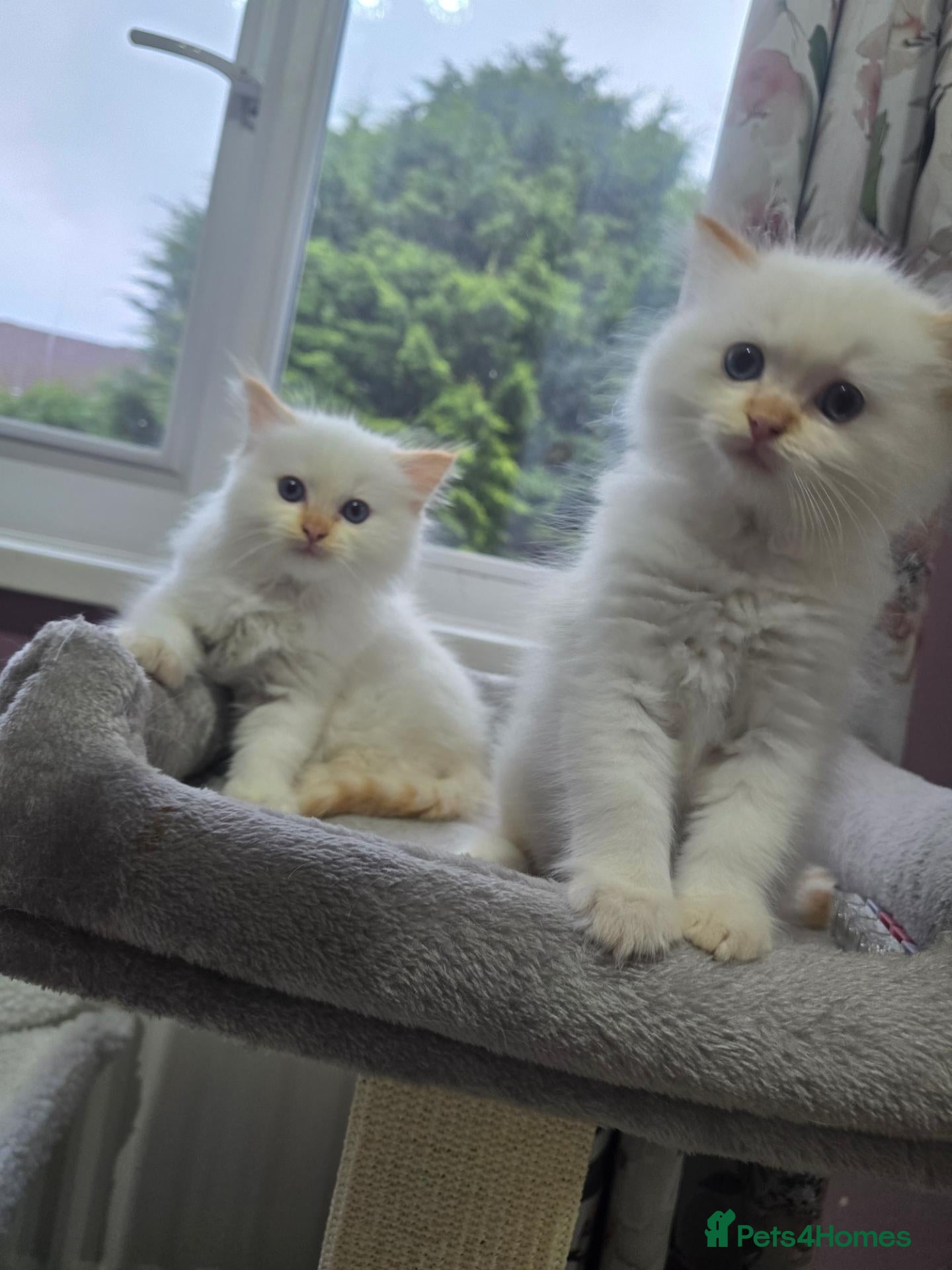 Ragdoll cats Flame point ragdoll kittens  - Advert 1