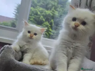 Ragdoll cats Flame point ragdoll kittens - Advert 1
