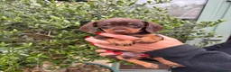 Miniature Dachshund dogs for sale: Stunning KC Miniature Dachshund Litter of 7 in Burnley - Advert 16