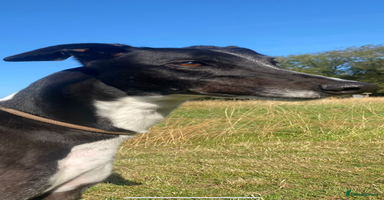 Greyhound dogs in Bridgnorth - Advert 3