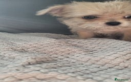 Mixed Breed dogs for sale: Jack russel cross pomeranian puppies  - Image 21