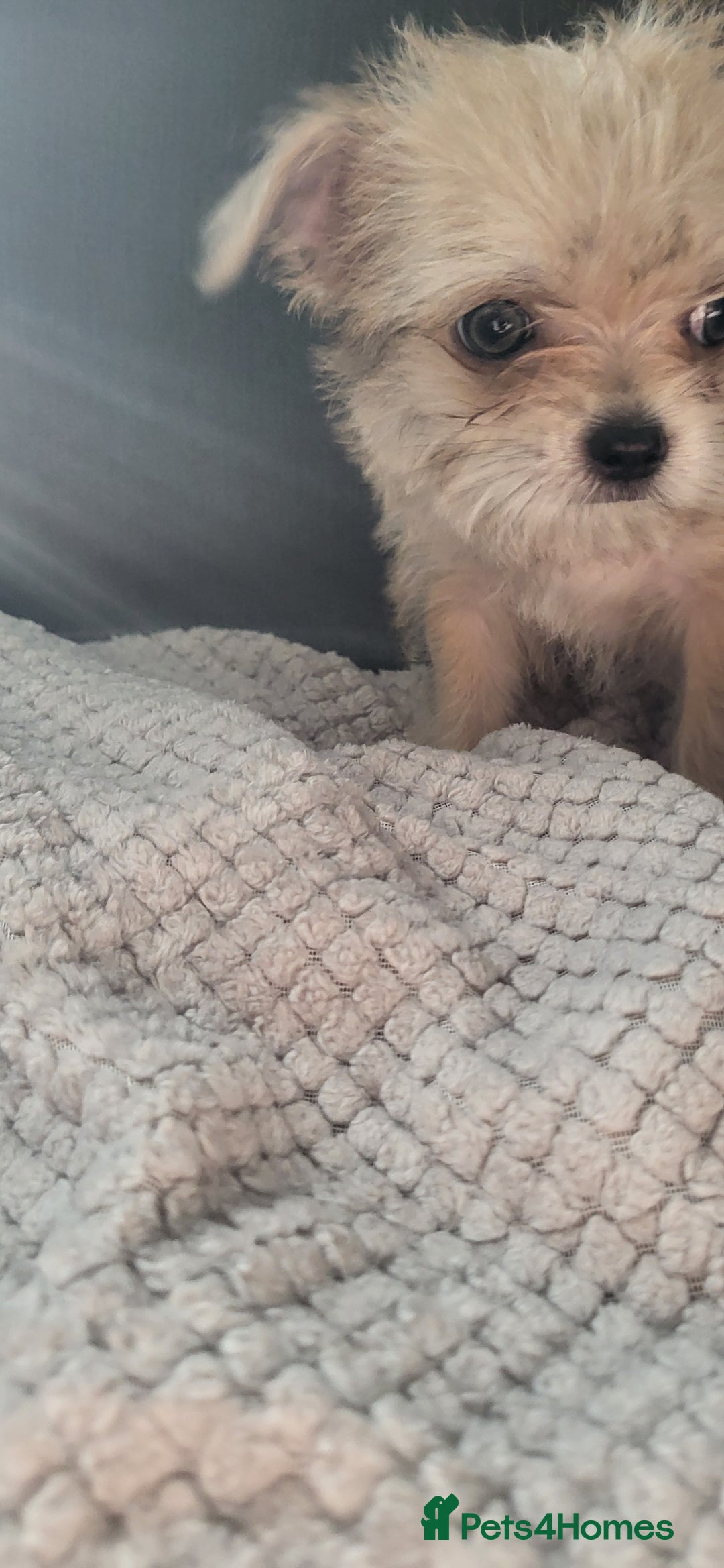 Mixed Breed dogs for sale: Jack russel cross pomeranian puppies  - Image 21