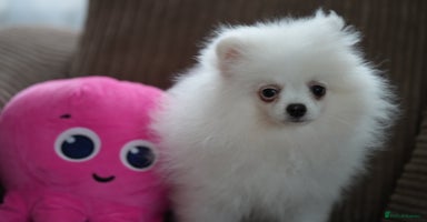 Pomeranian dogs - Advert 2