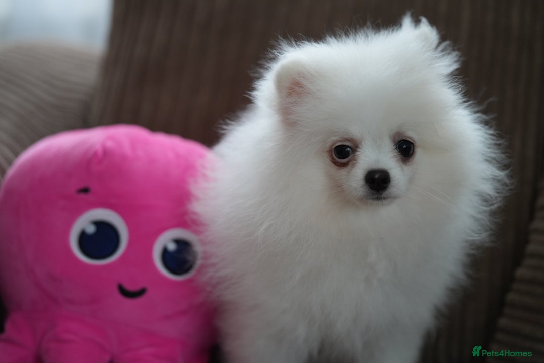 Pomeranian dogs for sale: Baby white Poms  - Image 9