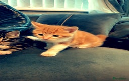 Mixed Breed cats for sale: Mixed maincoon - Image 1