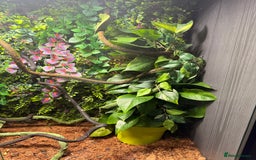 Chameleon reptiles for sale: Jackson’s breeding pair Chameleons with set up in Llandudno - Image 7