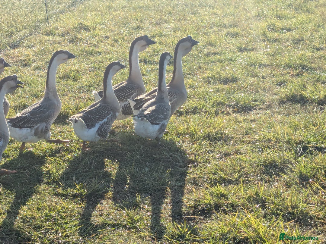 Geese poultry for sale: African geese trio  - Advert 5