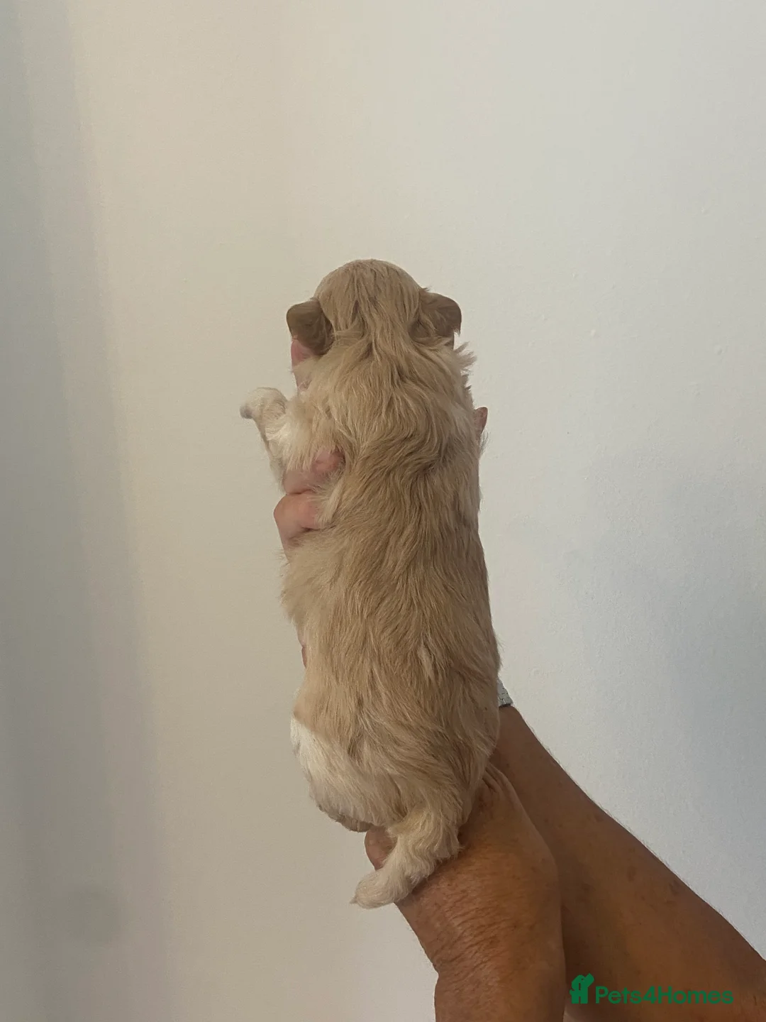 Maltipoo dogs for sale: F2 Teddy Bear Puppies - Advert 17