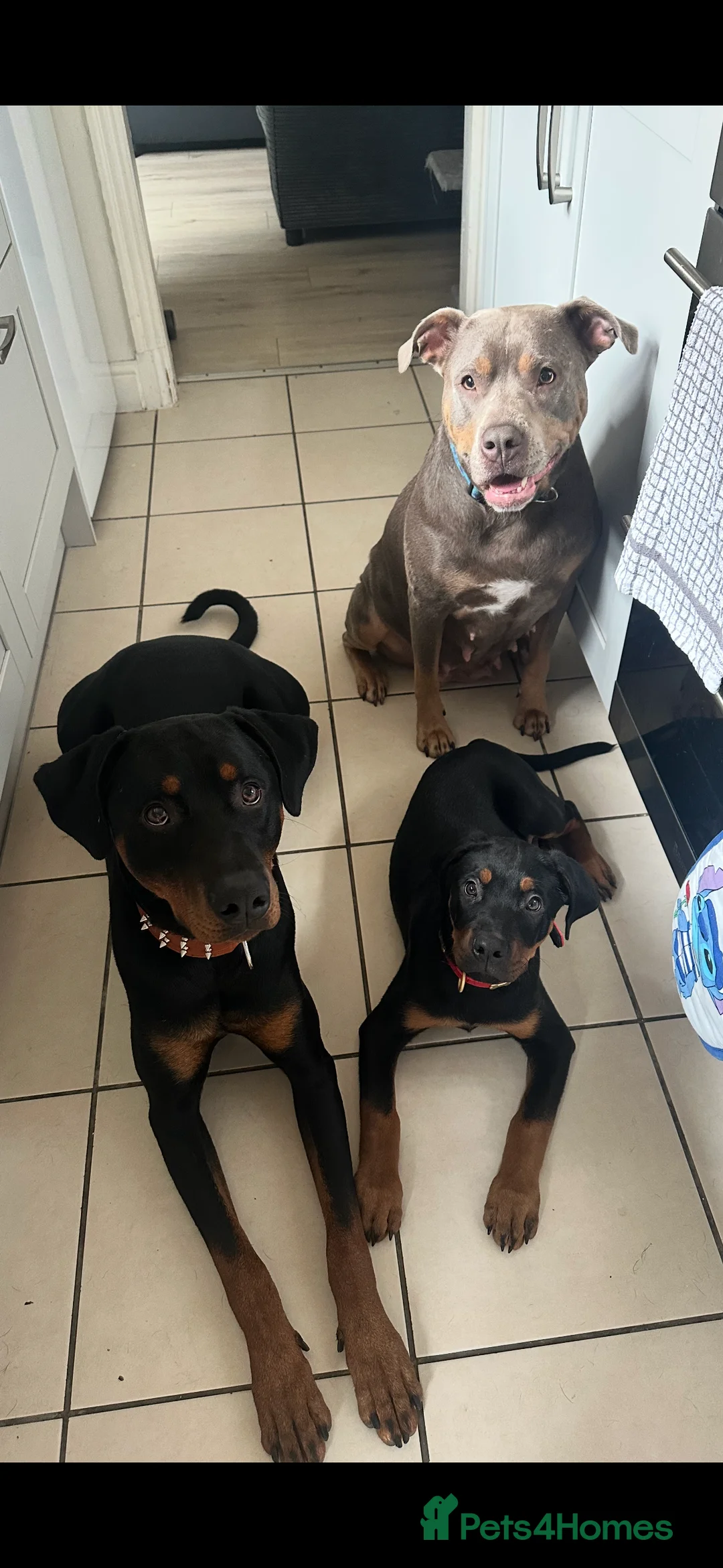 Mixed Breed dogs for sale: 10 Rottweiler cross Doberman pups - Advert 12