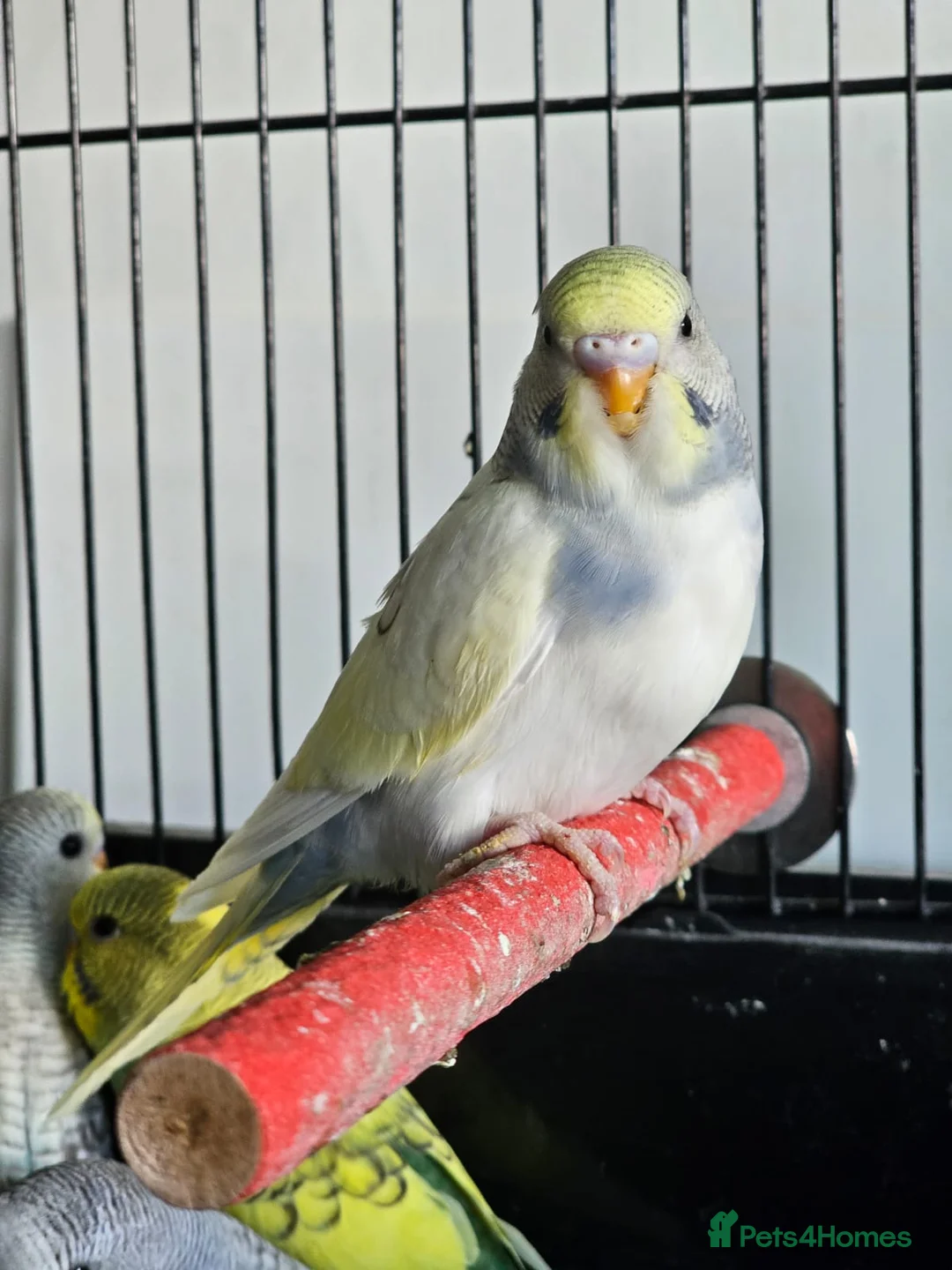 Budgerigars birds for sale: Baby budgies  - Advert 1