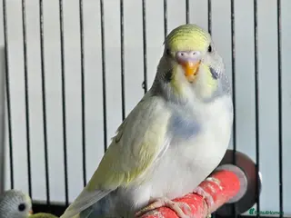 Budgerigars birds Baby budgies - Advert 2