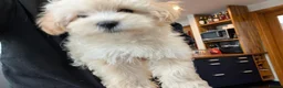 Maltipoo dogs for sale: 2 F1 Maltipoo puppies available  - Advert 7
