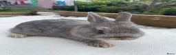 Netherland Dwarf rabbits for sale: x5 Netherland Dwarf Bunnies 🐰 - Advert 3