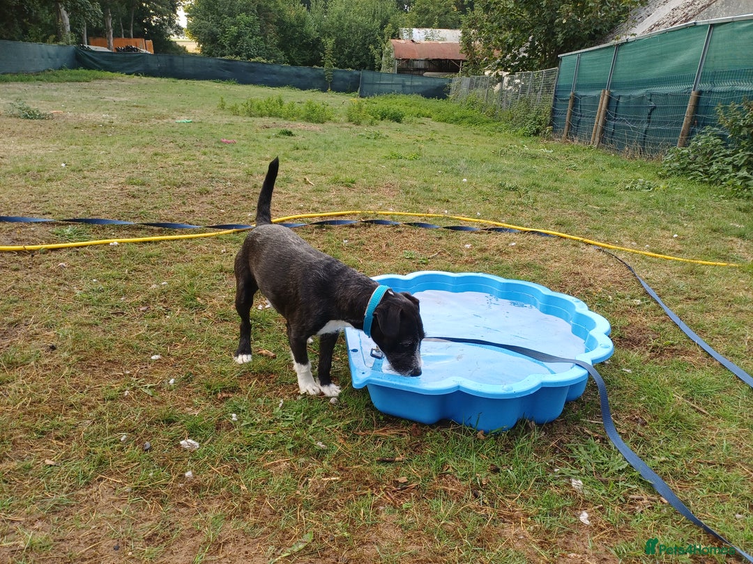 Mixed Breed dogs for adoption: Lovely JR & Patterdale BERTIE - for a  Loving Home - Image 10