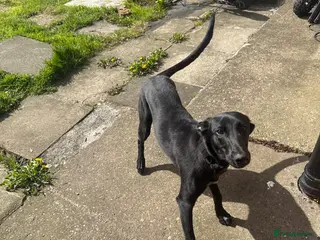 Mixed Breed dogs Cross between a grey hound and Mali shepherd - Advert 4