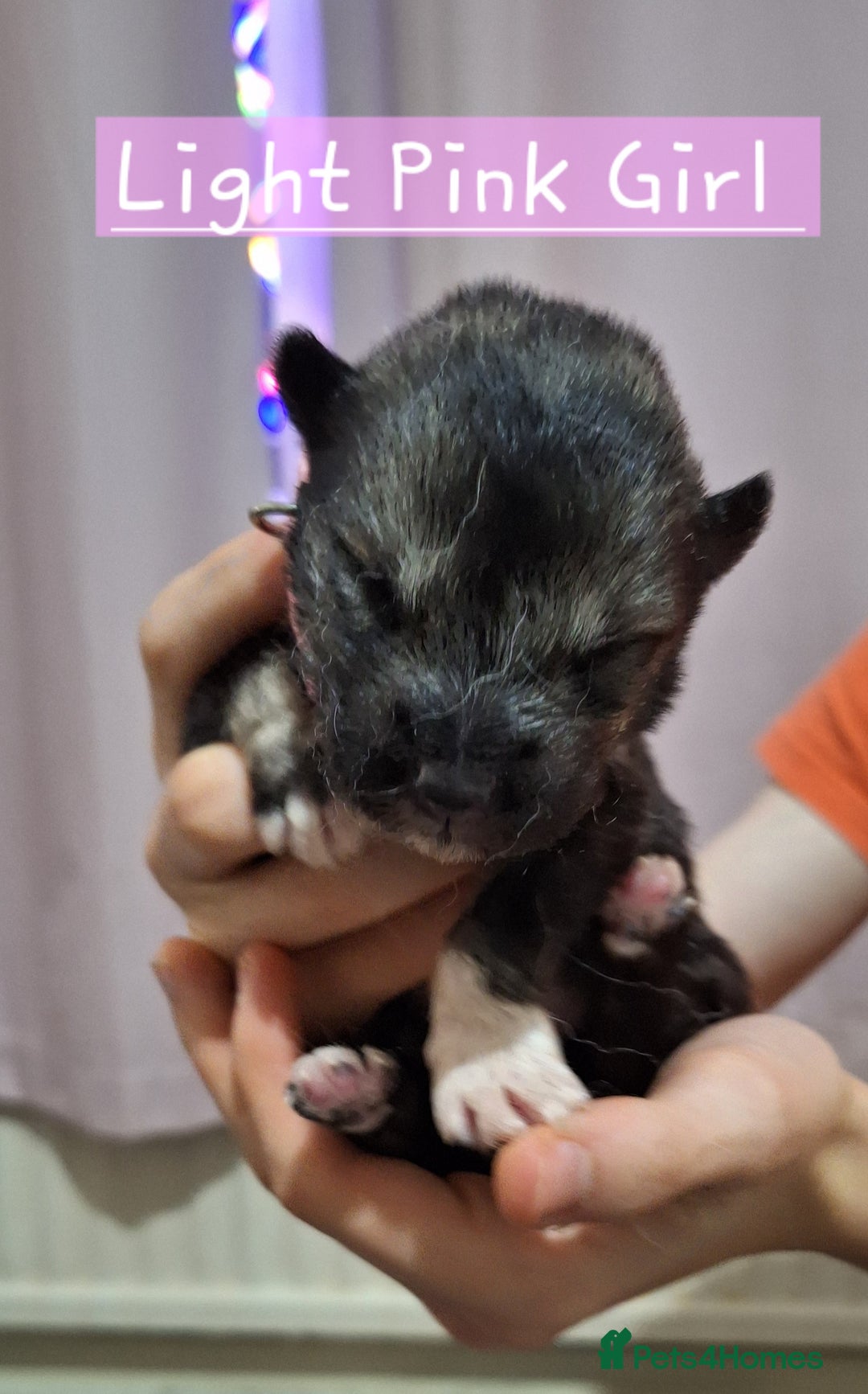 Mixed Breed dogs for sale: 10 Alaskan Shepherd puppies for sale - Advert 6