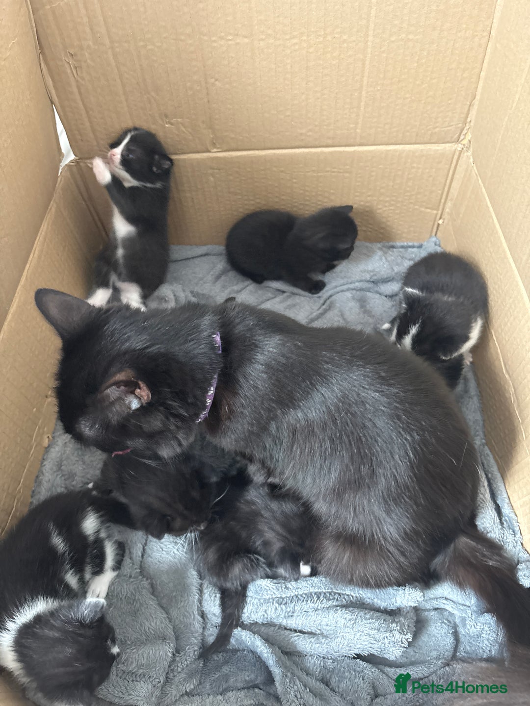 Turkish Van cats for sale: Black and white kittens last boy left  - Image 4