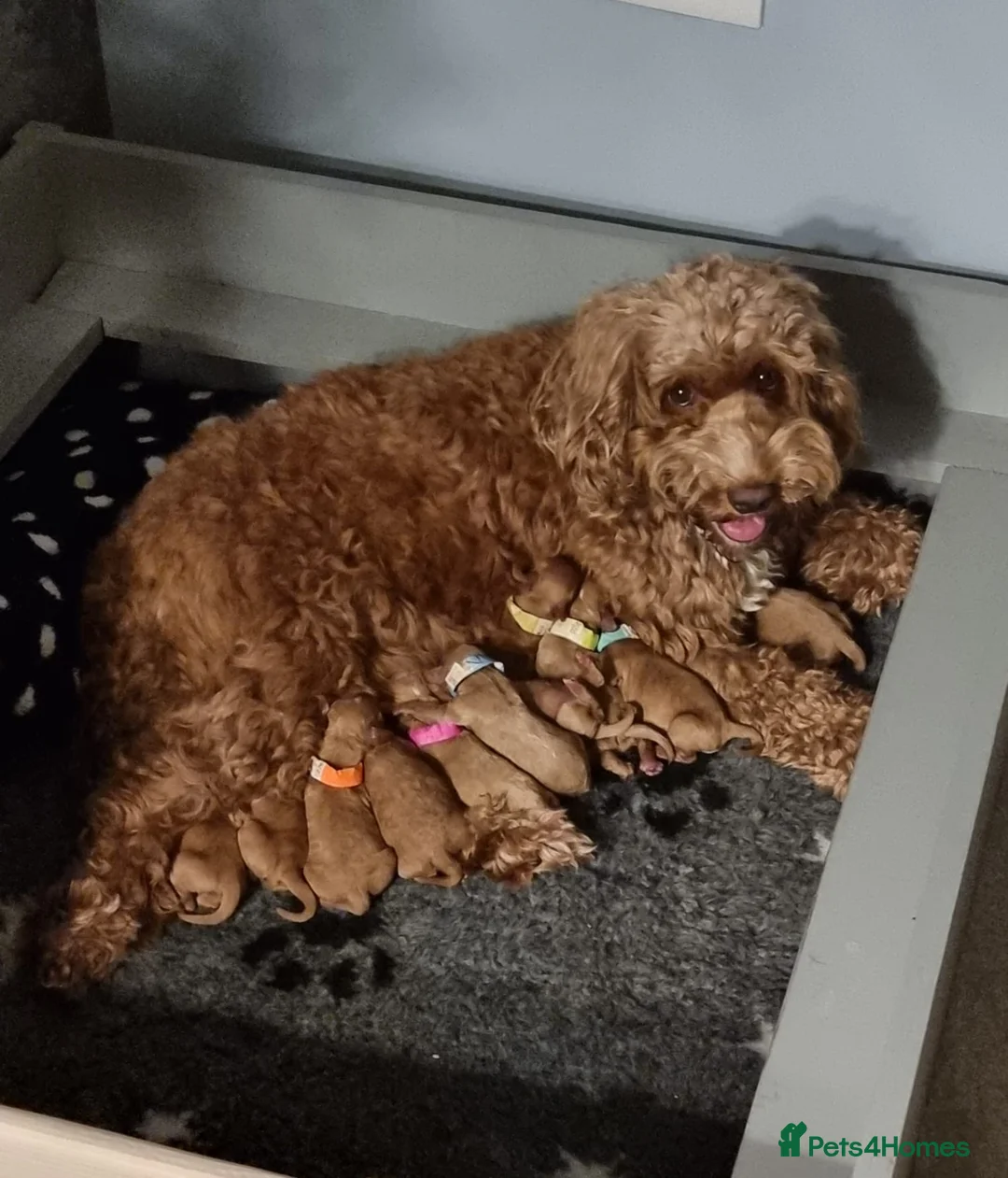 Cockapoo dogs for stud: 🧬F1 Red Proven Cockapoo Stud Extensive DNA Tested in Derby - Advert 6