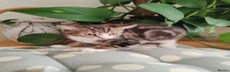 Mixed Breed cats for sale: ❤️❤️❤️ Adorable Kittens ❤️❤️❤️  - Advert 5