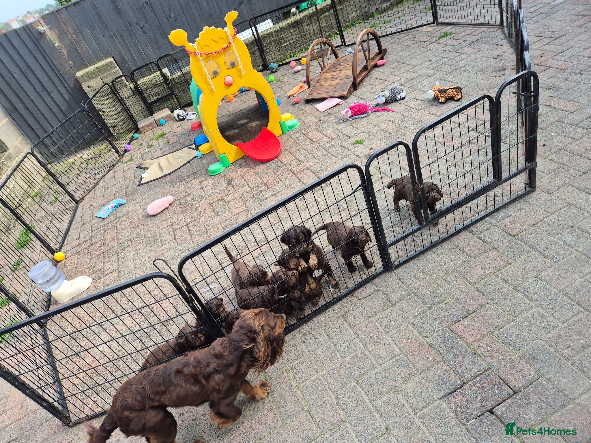 Cocker Spaniel dogs Working cocker pups - Advert 1