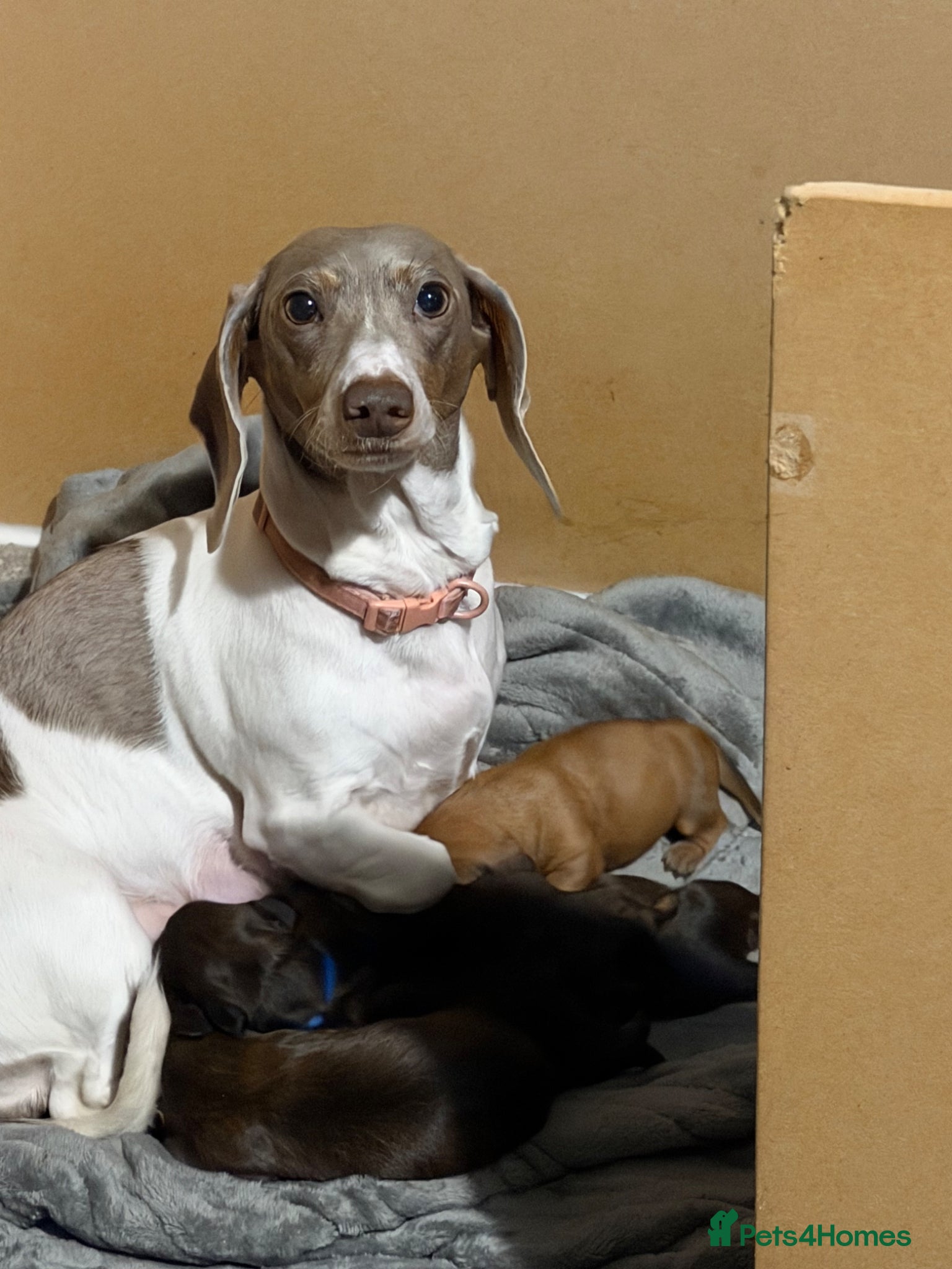 Miniature Dachshund dogs Miniature dachshund puppies for sale  - Advert 3