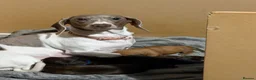 Miniature Dachshund dogs for sale: Miniature dachshund puppies for sale  - Advert 1
