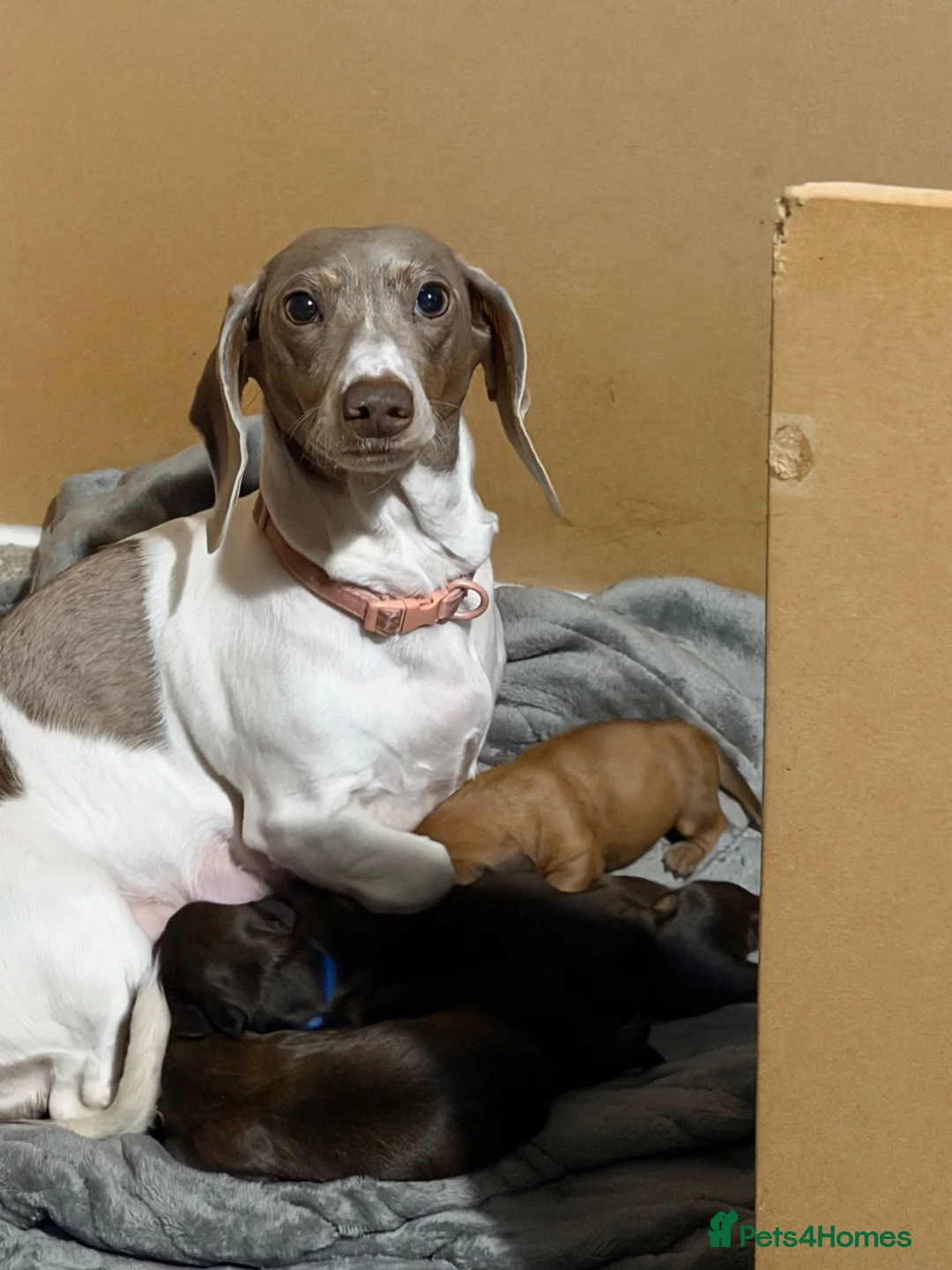 Miniature Dachshund dogs for sale: Miniature dachshund puppies for sale  - Advert 1